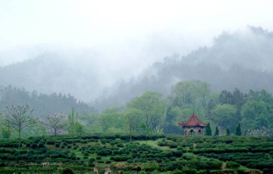 皖西大别山地林茶区