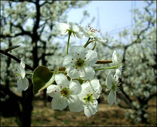 山东阳信梨花节