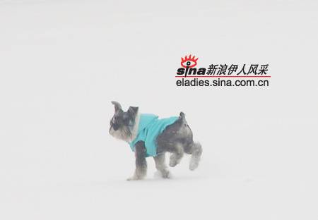 英特布彻山犬