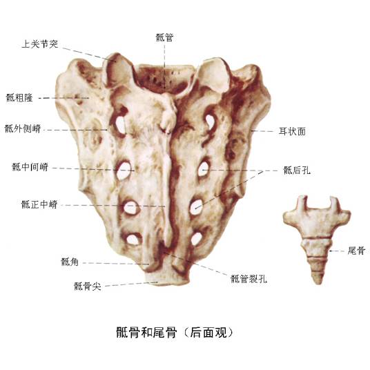 尾椎