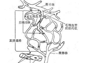 甲皱毛细血管袢数减少