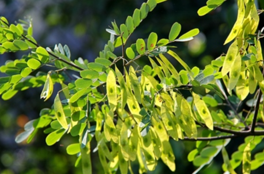 红香藤（蔷薇目豆科植物）