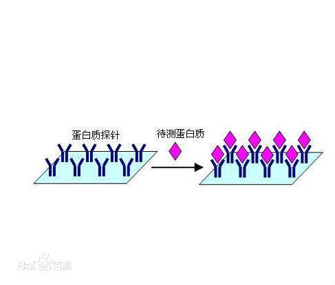 蛋白质微阵列（生物学名词）