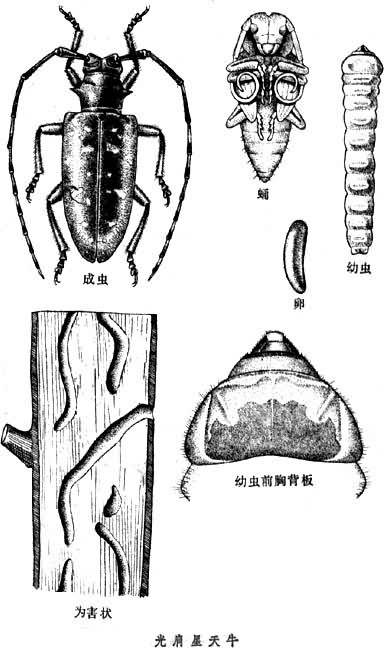 阔叶树天牛