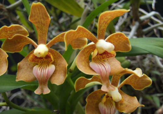 vanda