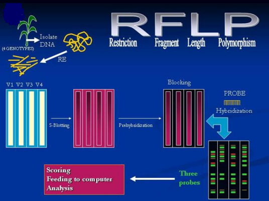 RFLP