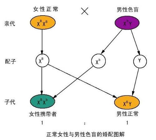 隔代遗传