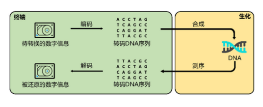 DNA数据存储器