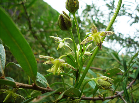 红直獐牙菜（龙胆科獐牙菜属植物）