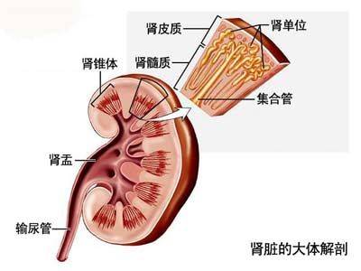 成人多囊肾病