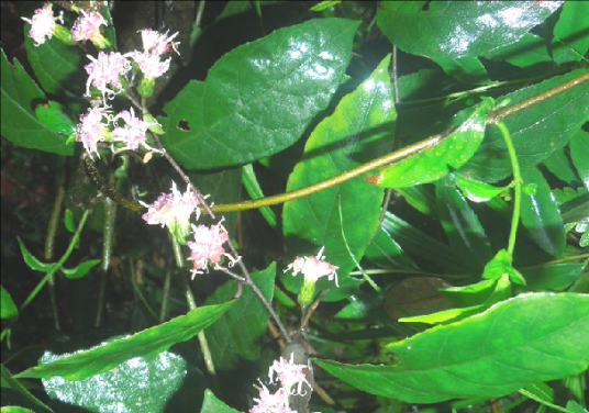 毒根斑鸠菊（中药名）