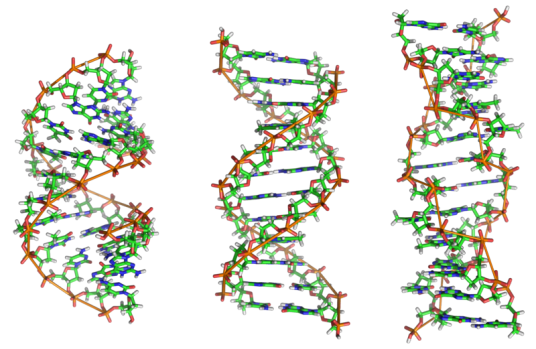 DNA分子的构象