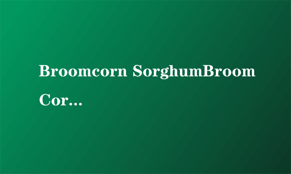 Broomcorn SorghumBroomCoro Sorghum