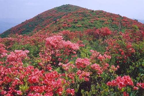 杜鹃花节