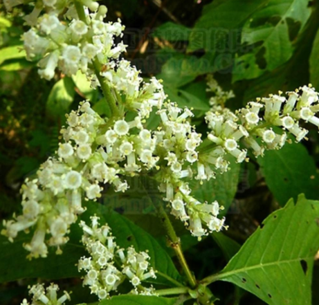 密花水锦树