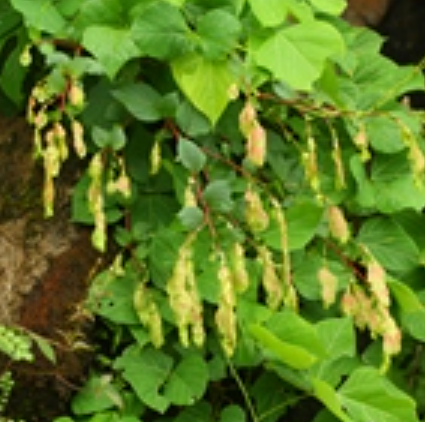 大九股牛（植物）