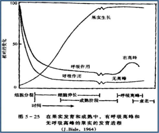 呼吸高峰