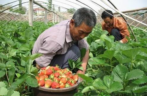 反季节水果